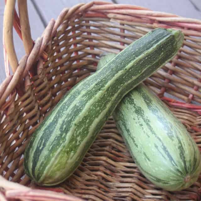 2 fresh zucchini in a basket.