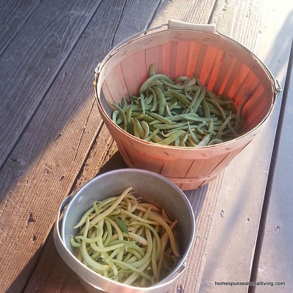 Canning Beans for the Time Crunched - Homespun Seasonal Living