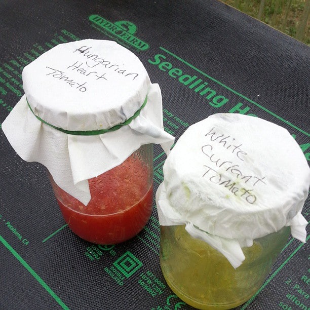 Saving seed by fermenting jars of tomato seeds.