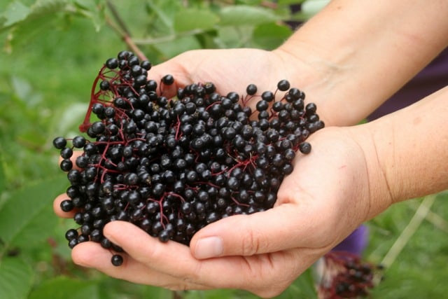 A woman's hands holding fresh elderberries in her hands.