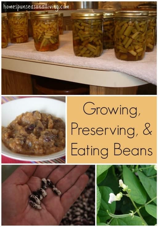 Growing, Preserving, and Eating Beans Homespun Seasonal Living