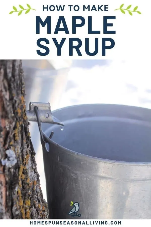A spile sticking out of a tree truck dripping sap into a metal bucket with text overlay stating: how to make maple syrup.