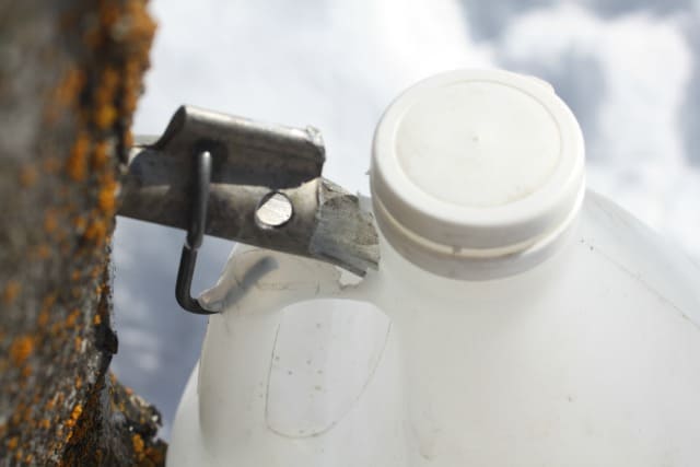 Tap trees at home for delicious, natural, and frugal homegrown syrup. It goes beyond standard maple and requires only a minimum of equipment to get started.