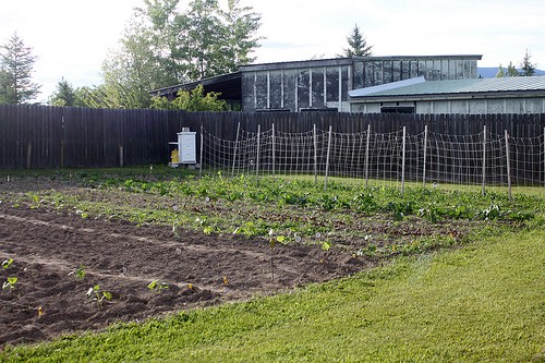 A garden plot with small growing vegetables and a beehive in the background.