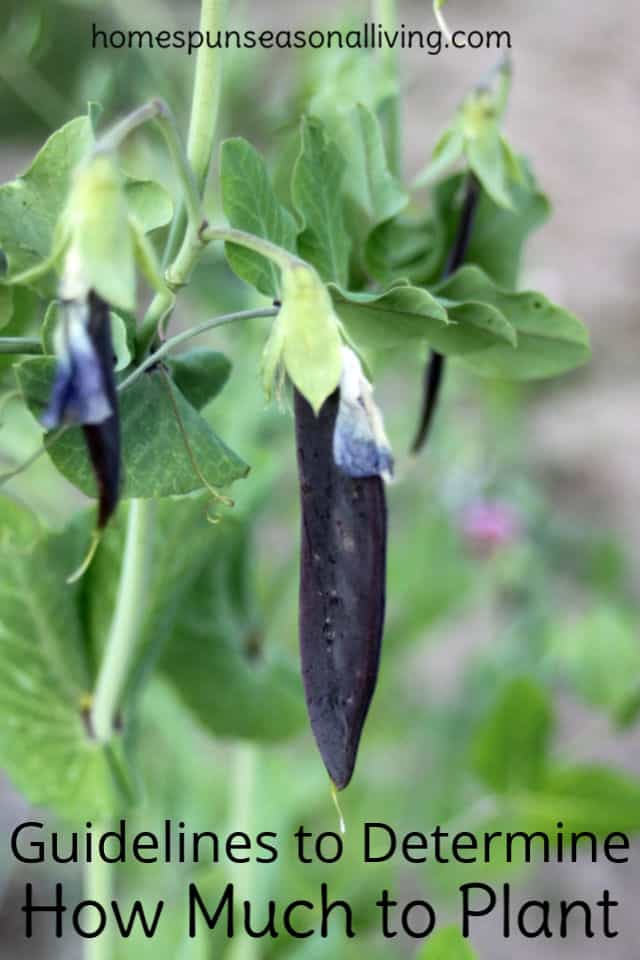 Blue podded pea hanging in the garden