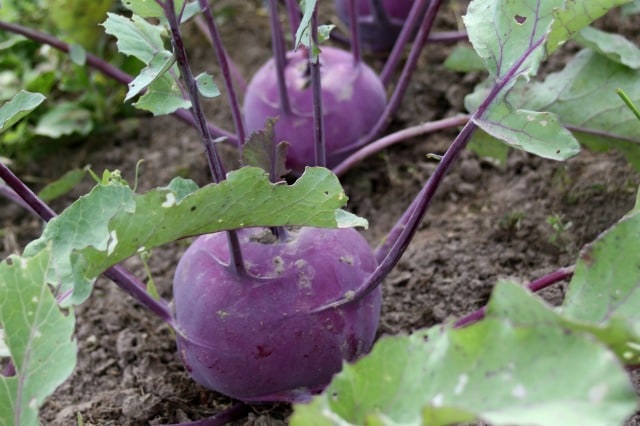 A common question for gardeners is, how much do I plant? When answering that, you should consider space, taste, climate, and preservation.