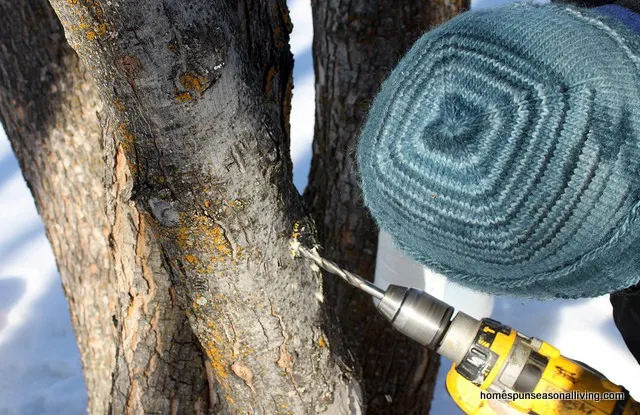 Man's head covered in knitted hat, while drilling holes for maple tap.