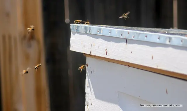 How to Create Native Bee Habitat - Homespun Seasonal Living