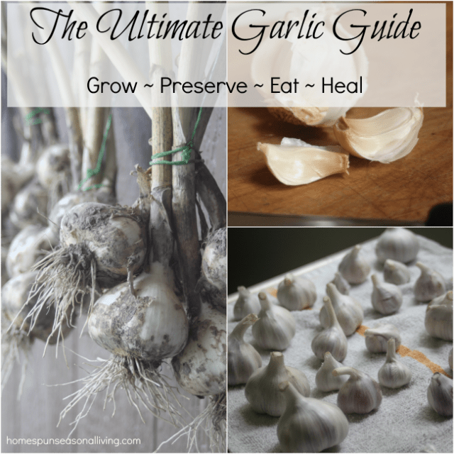 The Ultimate Garlic Guide Homespun Seasonal Living