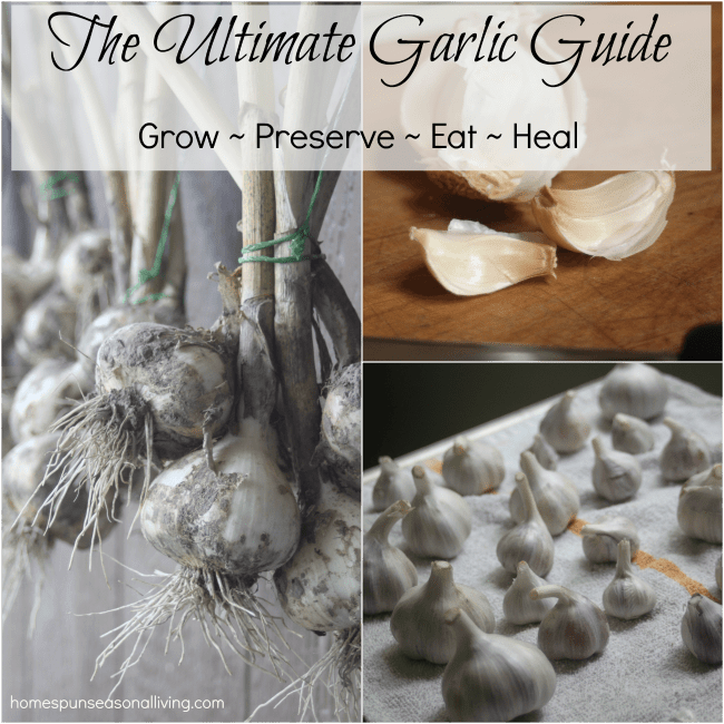 The Ultimate Garlic Guide - Homespun Seasonal Living