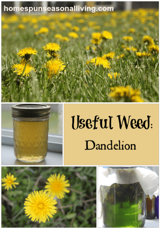 Useful Weed Dandelion