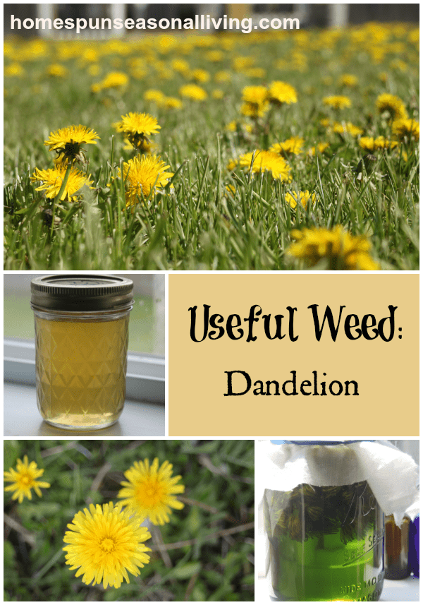 Useful Weed: Dandelion - Homespun Seasonal LIving