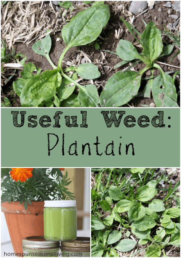 Useful Weed: Plantain - Homespun Seasonal Living