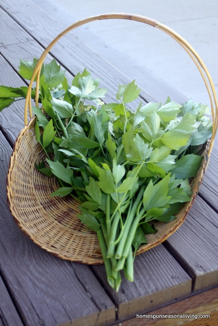 A basket of fresh lovage.