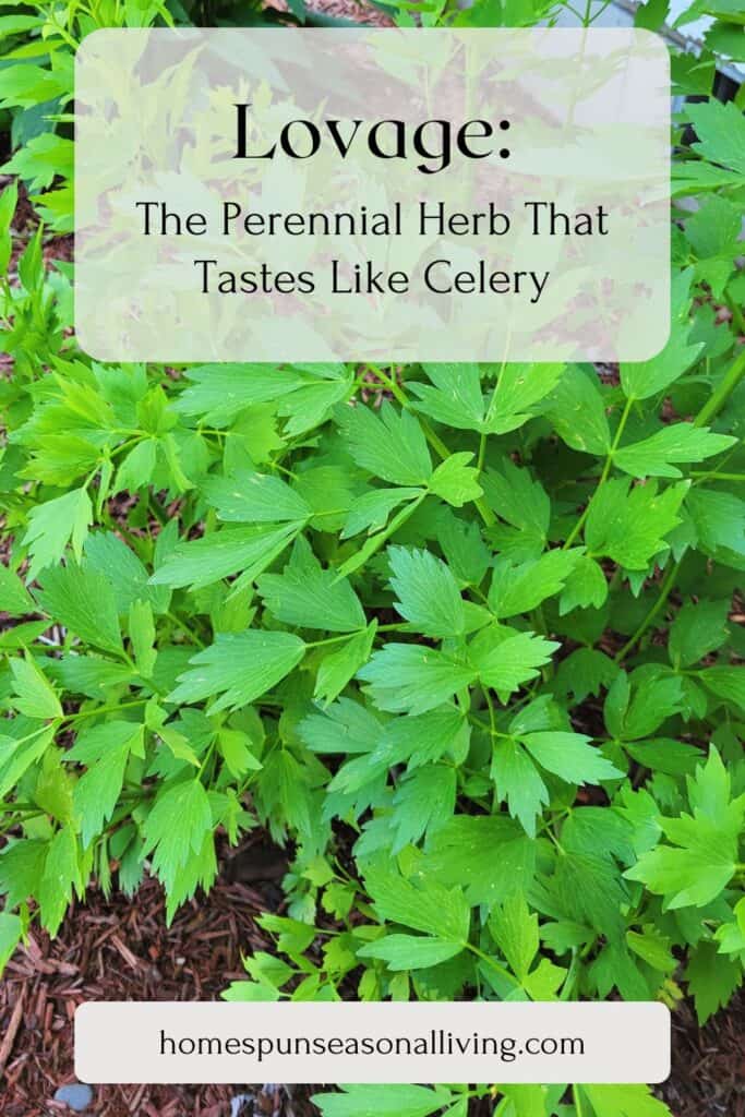 A lovage plant growing in the garden sits behind a text overlay box that reads: lovage: the perennial herb that tastes like celery. 