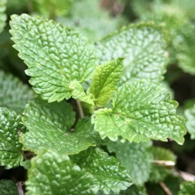 Lemon Balm is a bushy perennial herb that has a multitude of uses both culinary and medicinal, here are 10 ways to use lemon balm.