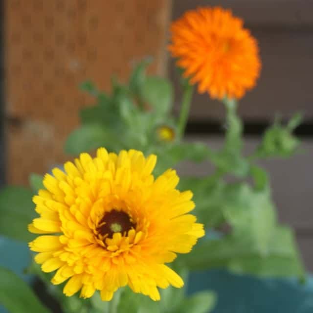 Growing and using calendula is easy and rewarding.It self-seeds in most climates and has culinary, medicinal, and beauty product uses.
