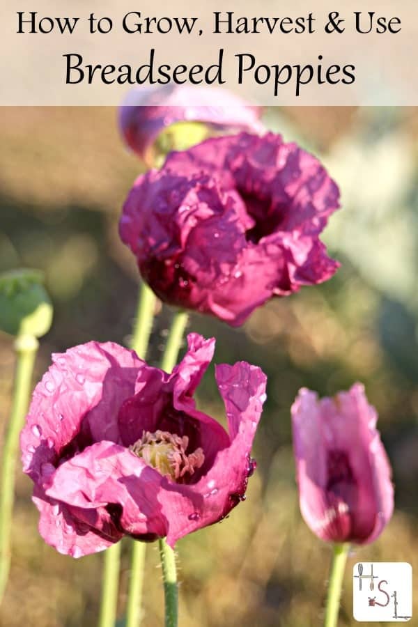 Poppies are a beautiful addition to any garden. Learn how to grow, harvest, and use breadseed poppies for a delicious harvest