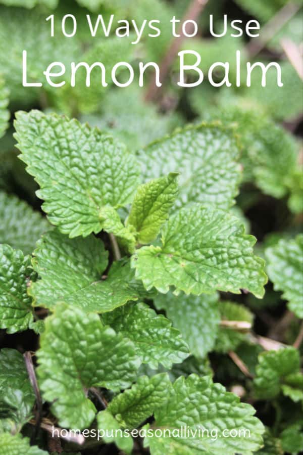 lemon balm plant