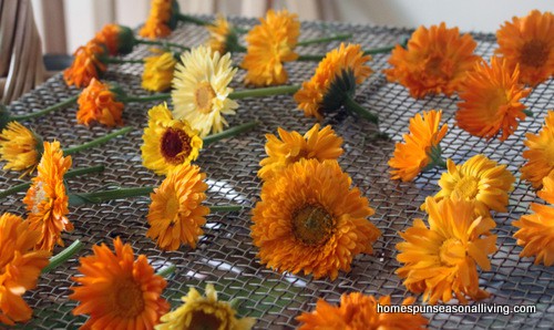 Calendula - Drying, Storing and Use — Five Finger Farms