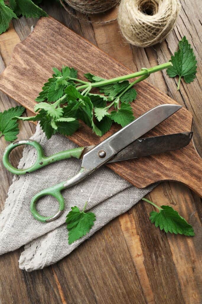 Fresh stems of lemon balm sitting on a cutting board with a pair of scissors and roll of twine in the background. 