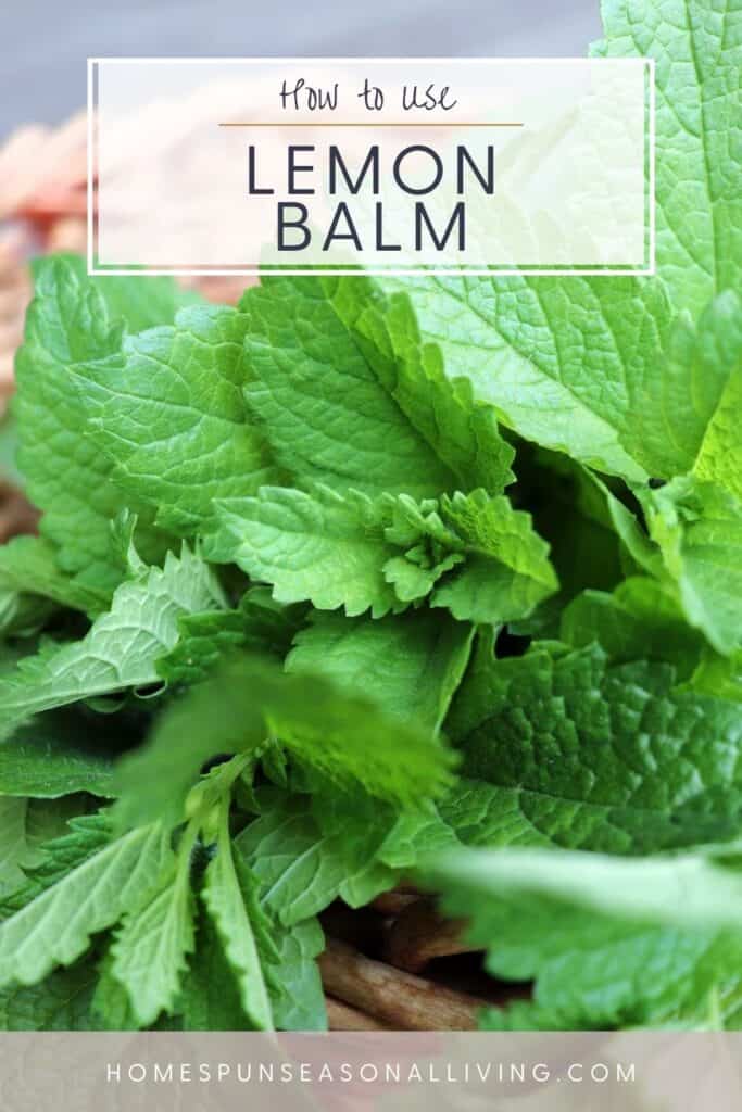 A close up of lemon balm leaves with text overlay reading how to use lemon balmm