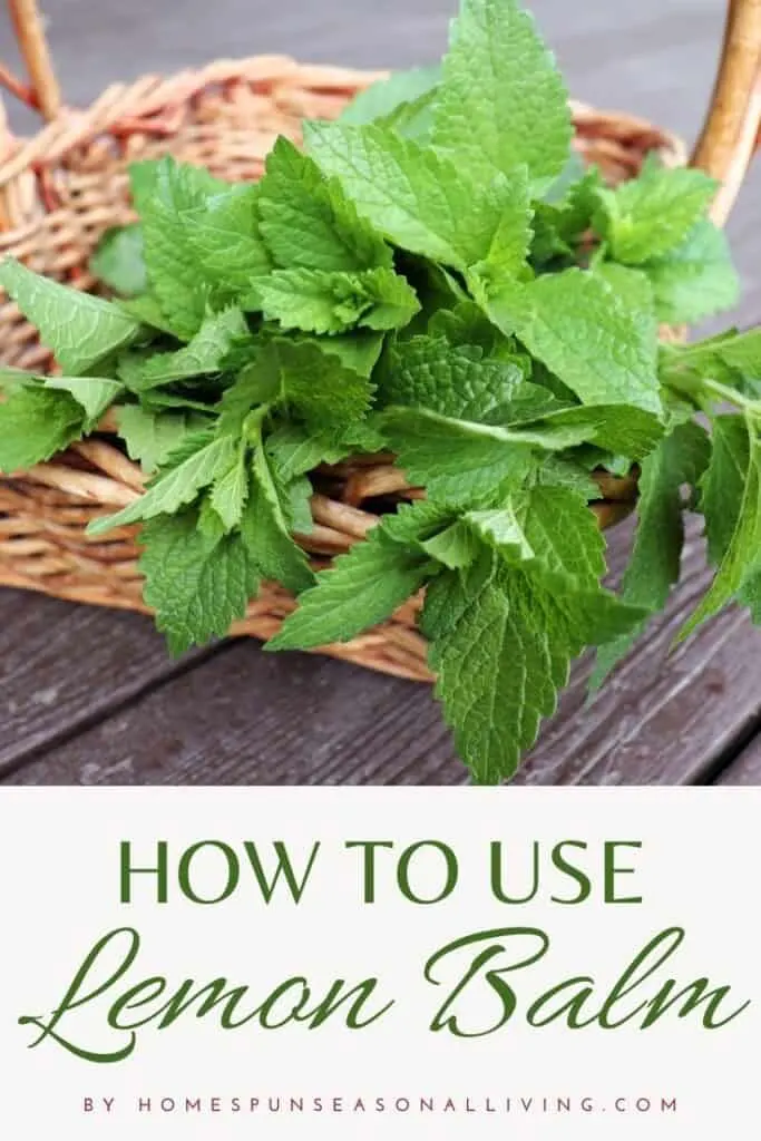 Fresh stems of lemon balm in a wicker basket with text overlay reading: how to use lemon balm.