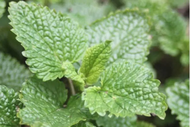 Close up of lemon balm leaves in the garden.