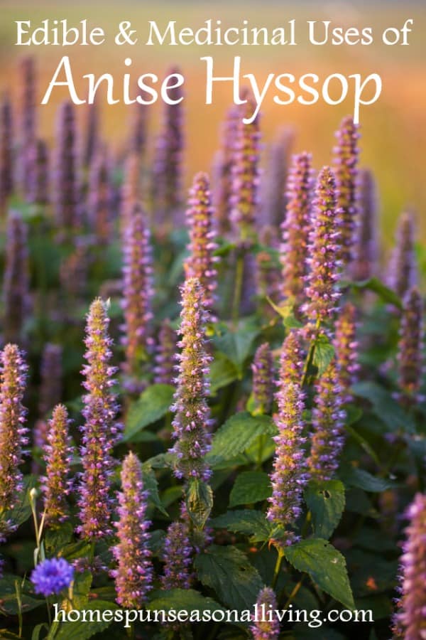 anis hyssop blomstring.