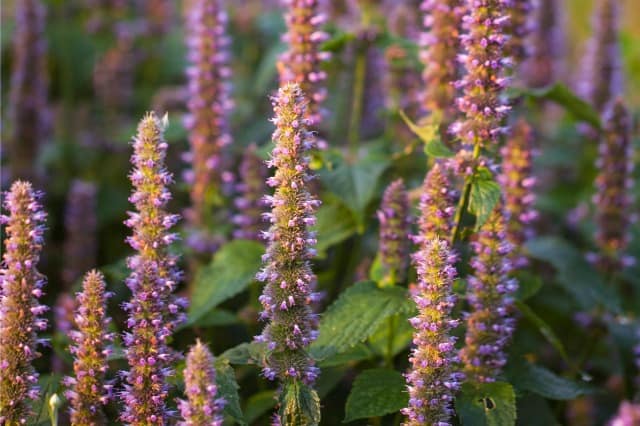 Flowering anise hyssop.