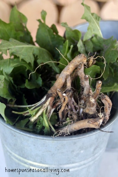 How to Harvest Medicinal Roots: Dandelion & Valerian - Homespun Seasonal Living