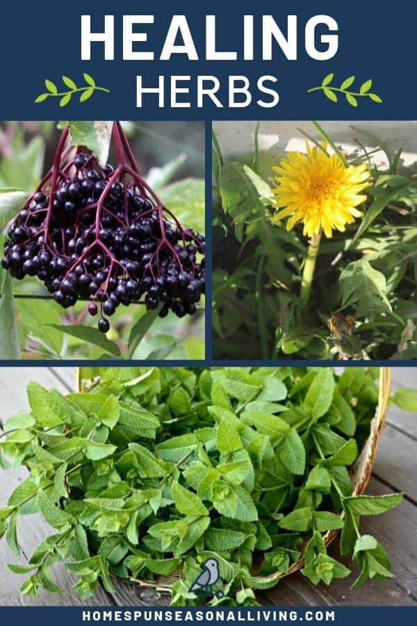 A collage of photos including ripe elderberries, a blooming dandelion, and a basket of freshly harvested mint with text overlay.