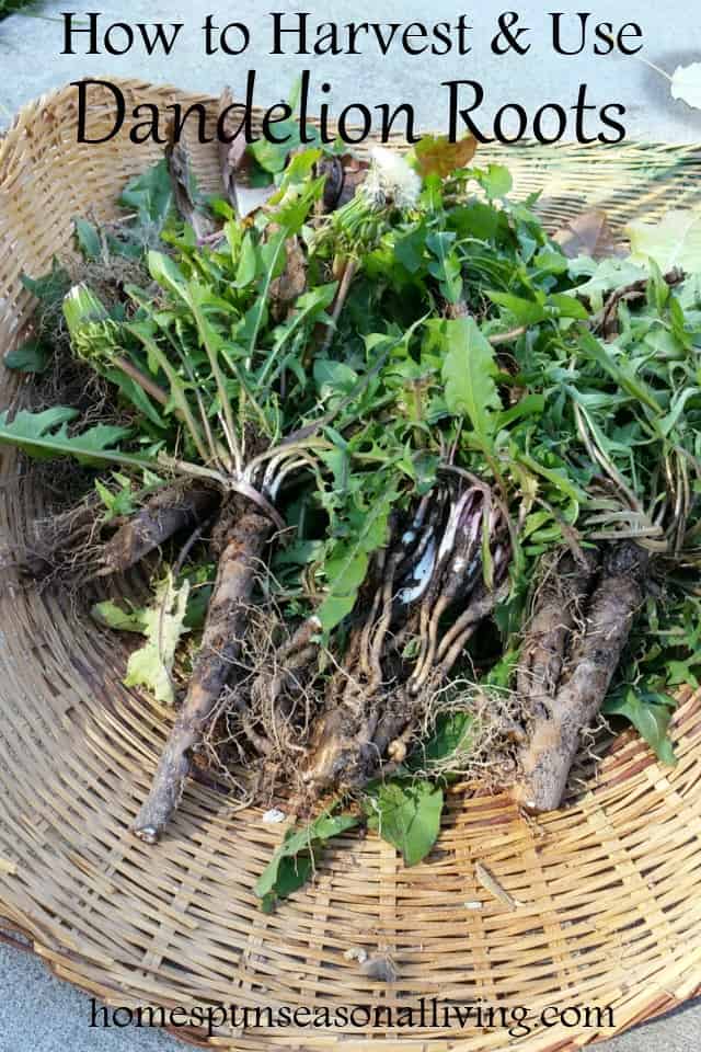 Fall is the perfect time to harvest medicinal roots like dandelion and valerian for use in the home herbal medicine cabinet.