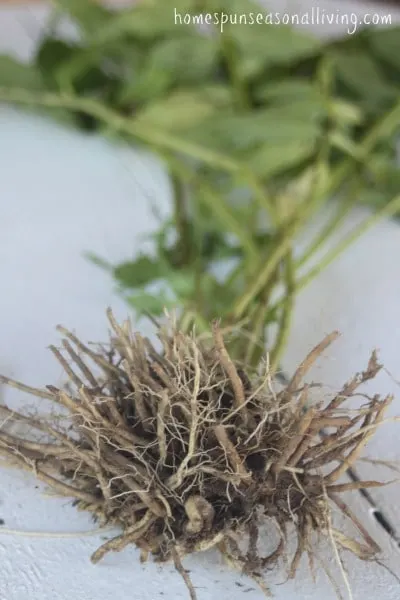 How to Harvest Medicinal Roots: Dandelion & Valerian - Homespun Seasonal Living