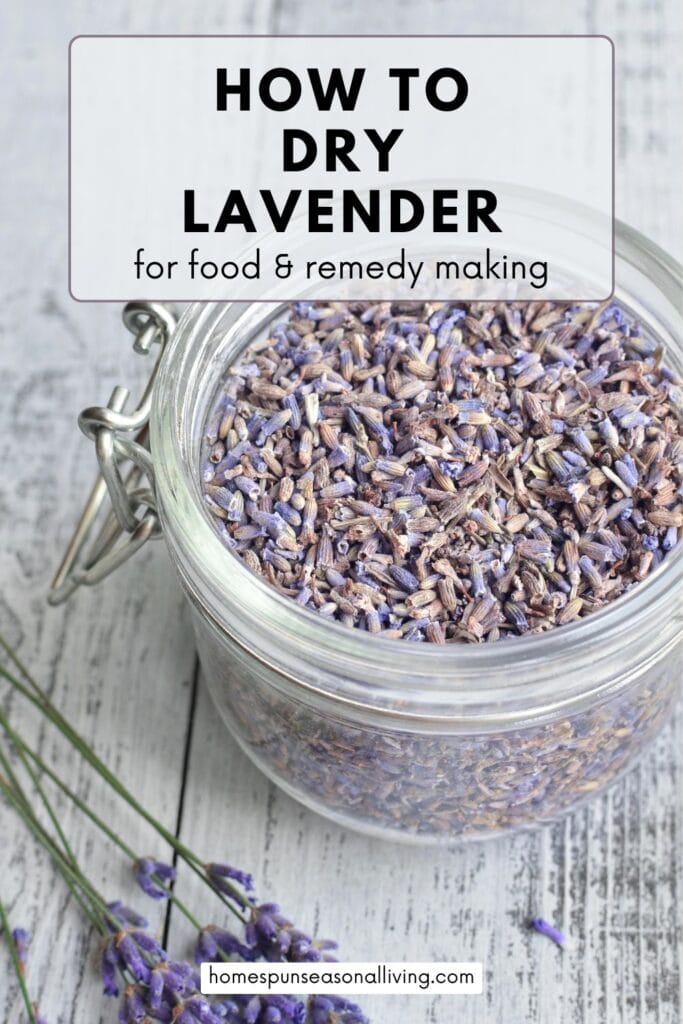 An open jar full of dried lavender buds sits on a table. Text overlay reads: How to dry lavender for food and remedy making. 