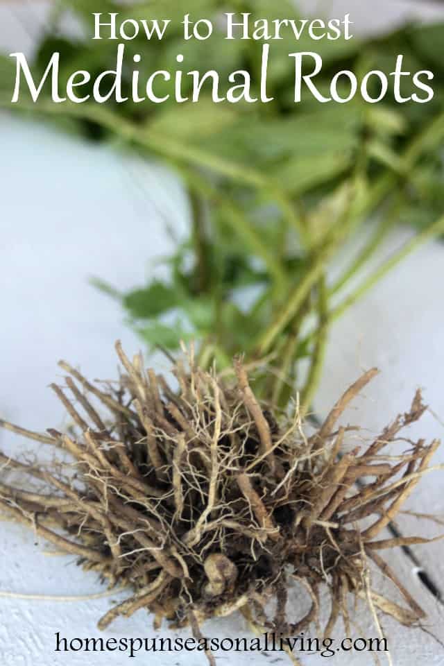 Fall is the perfect time to harvest medicinal roots like dandelion and valerian for use in the home herbal medicine cabinet.