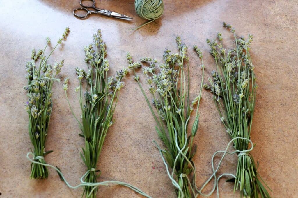Bundles of fresh lavender stems are tied together and sit on a table.