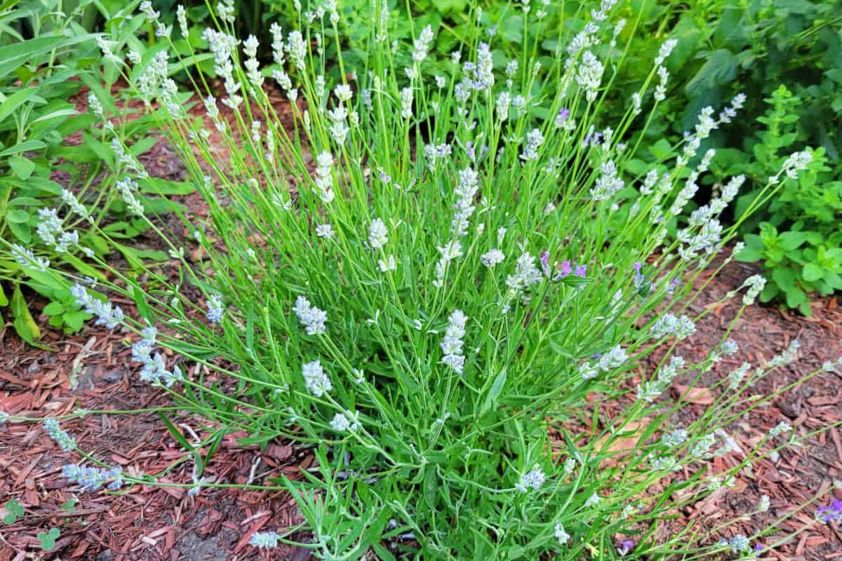 How to Dry Lavender in the Oven: Quick & Easy Guide