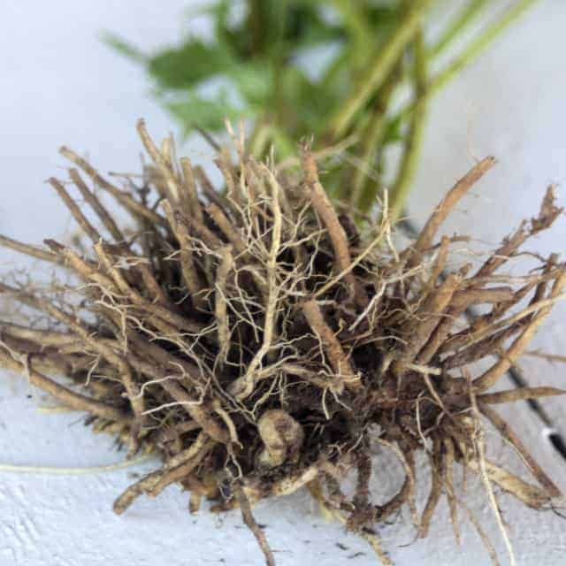 Fall is the perfect time to harvest medicinal roots like dandelion and valerian for use in the home herbal medicine cabinet.