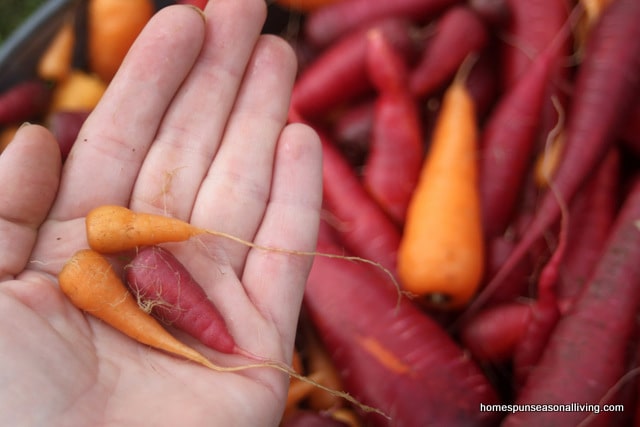 6 způsobů, jak uchovat mrkev, dokonce i tu malinkou domácí z Homespun Seasonal Living.