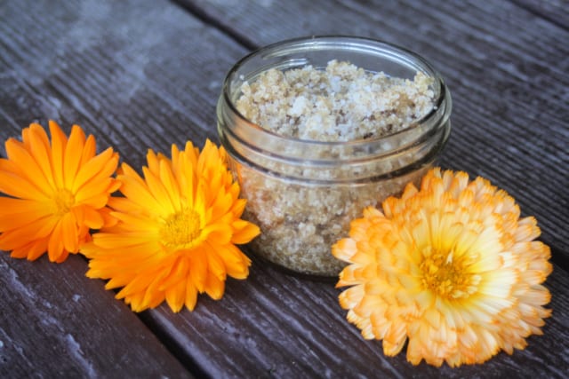 An open jar of calendula sugar scrub surrounded by fresh calendula flowers.