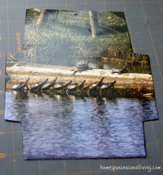 A photo of turtles on a log cut into an envelope shape laid flat.