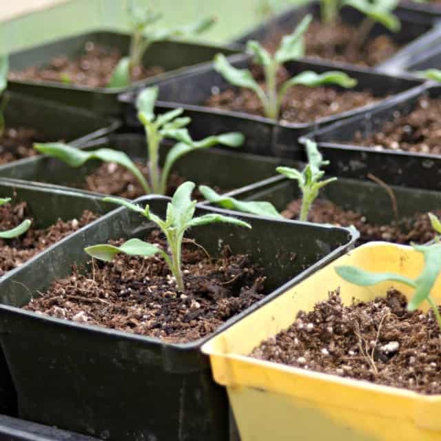 Create better variety, save money, and eat well with these 3 ways to start seeds at home and avoid limited plant starts at the local greenhouse.