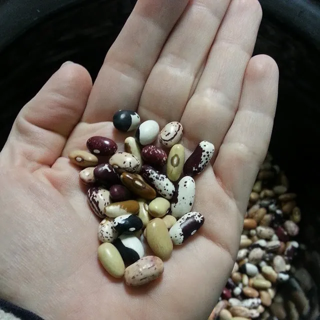 A handful of dried beans.
