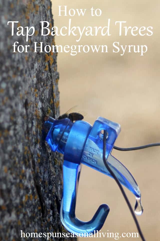 Tapping Trees for Syrup