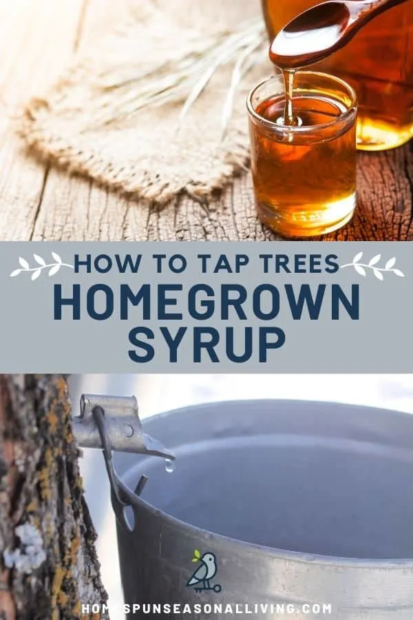 A photo of an open jar of maple syrup with a spoon dripping into it, sitting on top of a text box stating: how to tap trees homegrown syrup, sitting on top of a photo of a tap sticking out of a tree trunk dripping sap into a metal bucket.