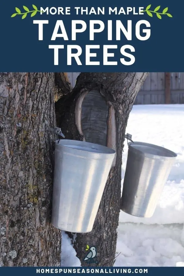Two tree trunks with spiles and hanging metal buckets with text overlay stating: more than maple tapping trees.