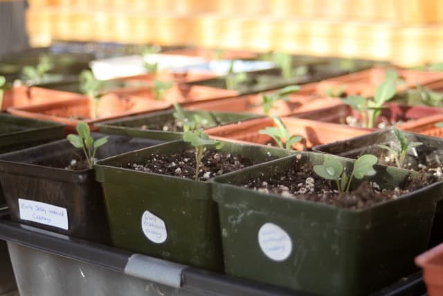 A row of plastic pots with growing small seedlings coming up from the soil.