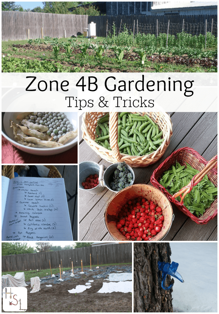 Zone 4B Gardening