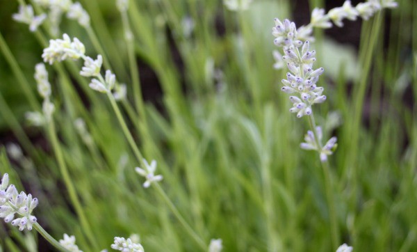 Fill the herb bed with these 5 useful and pretty plants.